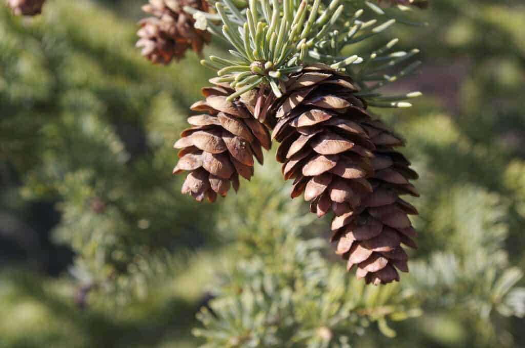 pinecone used to describe hair porosity definition 
