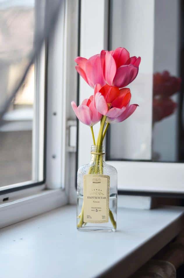 Pink red tulips next to a window in a recycled green beauty bottle