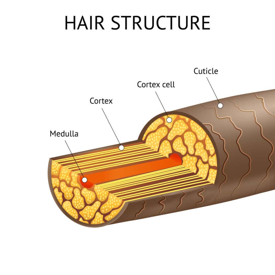 hair structure diagram